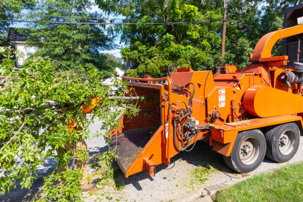 Best Stump Grinding Near Me  in Bartow, FL